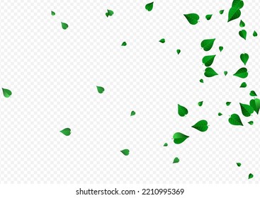 Green Leaves Tea Vector Transparent Background Branch. Spring Leaf Pattern. Swamp Greens Flying Banner. Foliage Realistic Brochure.
