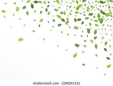 Green Leaves Tea Vector White Background Plant. Swirl Greenery Branch. Forest Foliage Falling Pattern. Leaf Motion Concept.