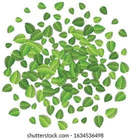 Green leaves texture on white background. Spring leaf pattern on isolated backdrop. Nature fresh leaves plant. Vector illustration