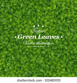 Green leaves texture. Vector illustration.