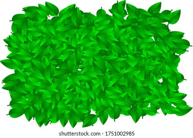 Green leaves texture. Vector illustration.