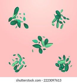 Green Leaves Transparent Vector Pink Background Branch. Flying Foliage Poster. Grassy Leaf Wind Wallpaper. Greens Tea Design.