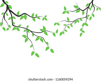 green leaves tree branch
