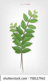Green leaves and tree branches on white background. Realistic vector illustration.