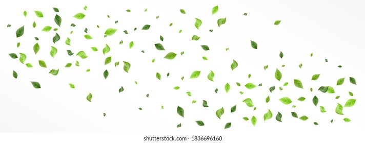 Green Leaves Tree Vector Panoramic White Background Template. Fly Greenery Brochure. Forest Foliage Falling Design. Leaf Realistic Plant.