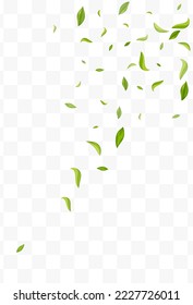 Green Leaves Tree Vector Transparent Background Plant. Organic Foliage Template. Lime Leaf Nature Concept. Greens Blur Brochure.