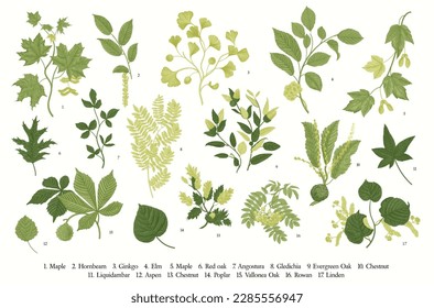 Green Leaves of the trees. Leafy. Set. Vector vintage illustration