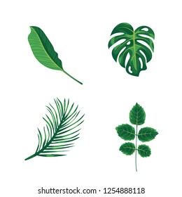 Green leaves tropical palm, plants and trees isolated on white background. Green foliage of exotic monstera tree, coconut palm and rainforest plants. Houseplant and summer garden