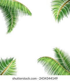 green leaves of tropical palm tree vector illustration isolated on white background