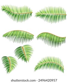 green leaves of tropical palm tree vector illustration flat style isolated on white background