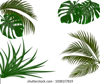 Green leaves of tropical palm trees. Monstera, agave. Isolated on white background. Vector illustration