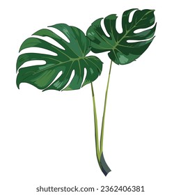 Green leaves of a tropical plant. Monstera leaves on a white background. Vector botanical illustration.