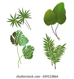 Green leaves of tropical plants. Fashionable summer design. Botanical illustration. Vector can be used in newsletter, brochures, postcards, banner.