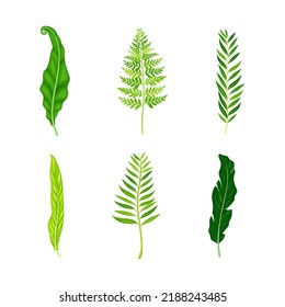 Green leaves of tropical plants set, botanical design vector illustration