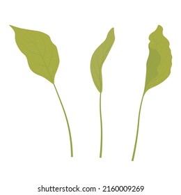 Green leaves of tropical plants. Vector stock illustration. Calla stems. Isolated on a white background.