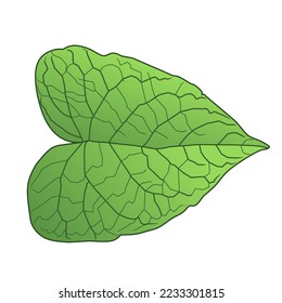 green leaves, tropical leaves, vector isolated object, vector elements isolated on a white background.