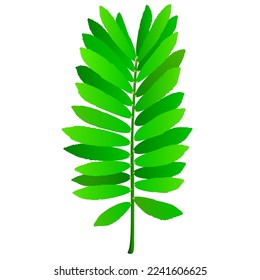 Green leaves, tropical leaves, vector isolated object, vector elements isolated on a white background.