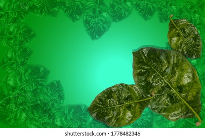 Green leaves used to make the background as a vector eps 10