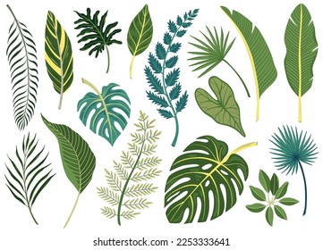 Green leaves of various tropical plants and trees flat set isolated vector illustration