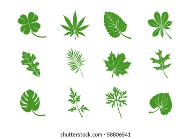 Green leaves vector