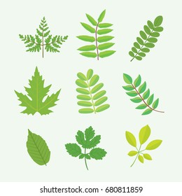 Green leaves vector