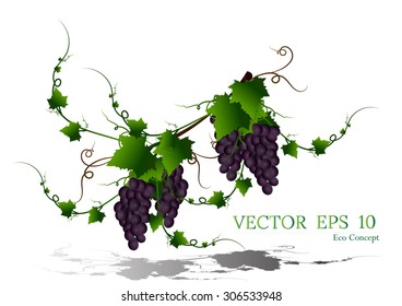 green leaves vector border,banners,bright  leaf frames and stickers,Eco concept,Bunches of grapes,