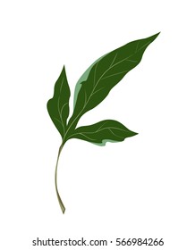 Green leaves vector illustration