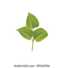 Green leaves. Vector illustration Eps 10. Realistic.