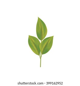 Green leaves. Vector illustration Eps 10. Realistic.