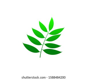 green leaves vector illustration, natural medicinal plant icon