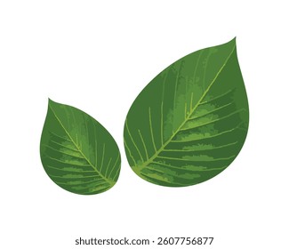 Green leaves vector. Leaf, vector, plant, nature, green, illustration, tree, eco, foliage, natural, design, organic. Can use for infographic, banner, poster, web design. Isolated on white background. 
