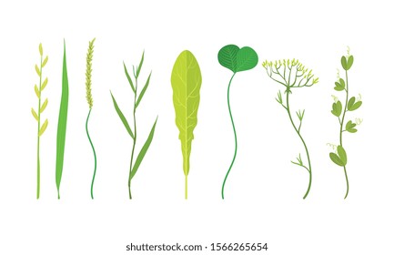 Green Leaves Vector Set. Organic Plant Elements