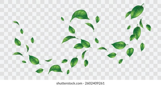 Green leaves vortex flying isolated on transparent background. Vector realistic illustration of mint or tea leaf, summer tree foliage floating in fresh wind, spring nature, herbal drink or medicine