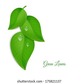 Green leaves with water drops
