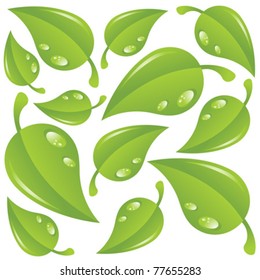 Green leaves with water drops isolated over white