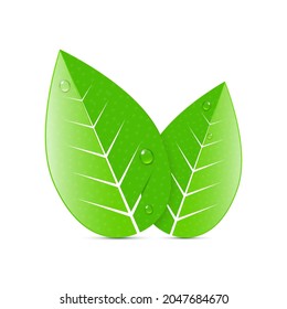 Green leaves with water drops logo vector illustration