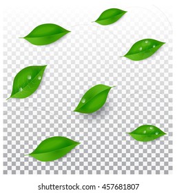 Green leaves with water drops.On a transparent grey background