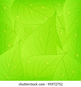 Green leaves with water drops, vector eps10 illustration