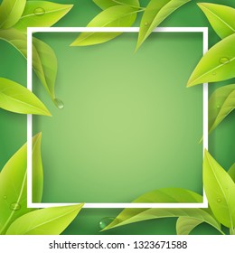 Green leaves with water drops and white frame. Detailed leaf of a tea plant or tree. Background for spring seasonal invitation card.