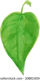 The green leaves. Watercolor. freehand drawing Nature, natural color