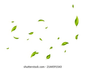 Green leaves wave. Fresh tea background. Flying foliage ornament on white background. Beauty product. Leaf falling. Vegan, eco, organic design element. Cosmetic pattern border. Vector illustration.