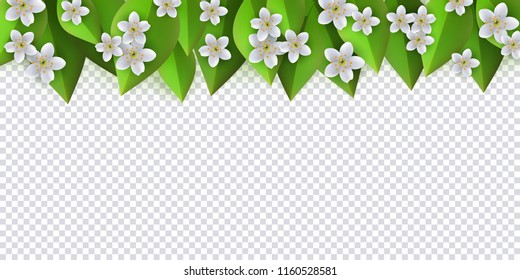 Green leaves with white flowers from top frame template with text space on transparent background. Abstract natural decoration pattern. Summer vacation, oraganic food vector poster illustration