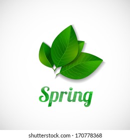 Green leaves and word "Spring" isolated on white background. Vector illustration.