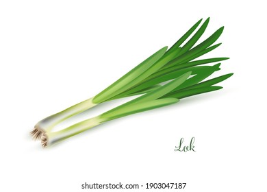 Green leek branches. Herb plants for cooking and flavor vector illustration. Botanical organic elements on white background. Realistic herbal spice ingredient.