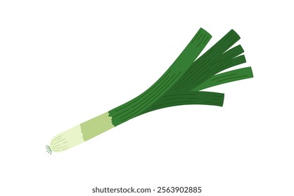 Green leek fresh vegetable hand drawn doodle vector illustration, raw onion culinary plant for seasoning food, healthy life style organic diet, food concept, flat style image for menu, recipe design