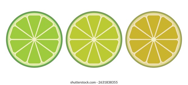 green lemon fresh sliced vector illustration isolated on white background. Lime fruit slices collection different colors eps 10 editable 