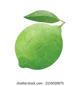 Green Lemon fruit Design elements. watercolour style vector illustration.