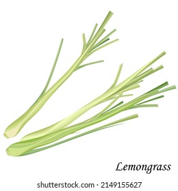 Green Lemongrass, Realistic Vector Illustration.