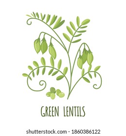 Green lentil plant icon in flat style isolated on white background. Vector illustration.