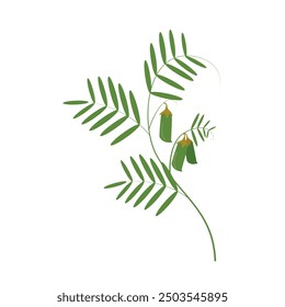 Green lentil plant icon in flat style isolated on white background. Vector illustration.